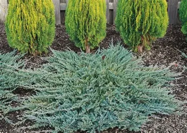 Juniperus horizontalis Icee Blue / Kék kúszó henyeboróka