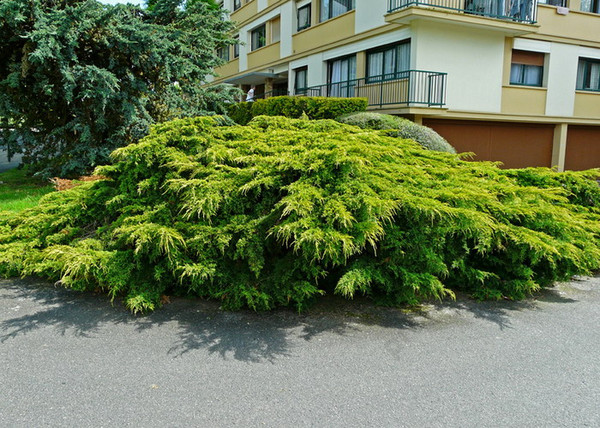 Juniperus Media Old Gold / Óarany terülő boróka Juniperus Media Old Gold / Óarany terülő boróka