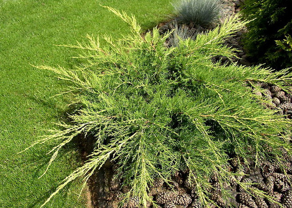 Juniperus Media Old Gold / Óarany terülő boróka Juniperus Media Old Gold / Óarany terülő boróka