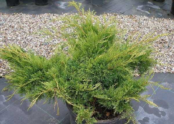 Juniperus Media Old Gold / Óarany terülő boróka Juniperus Media Old Gold / Óarany terülő boróka