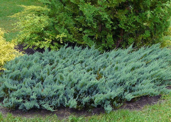Juniperus horizontalis Blue Chip / Kék kúszó henyeboróka Juniperus horizontalis Blue Chip / Kék kúszó henyeboróka