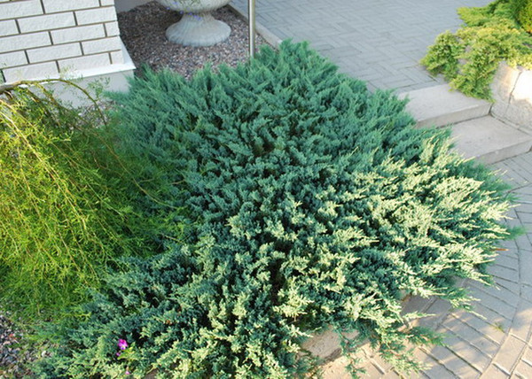 Juniperus horizontalis Blue Chip / Kék kúszó henyeboróka Juniperus horizontalis Blue Chip / Kék kúszó henyeboróka