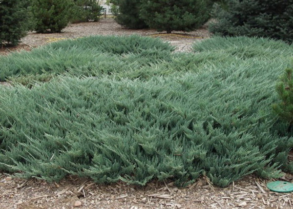 Juniperus horizontalis Blue Chip / Kék kúszó henyeboróka Juniperus horizontalis Blue Chip / Kék kúszó henyeboróka