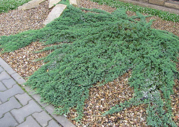Juniperus horizontalis wiltonii / Henyeboróka