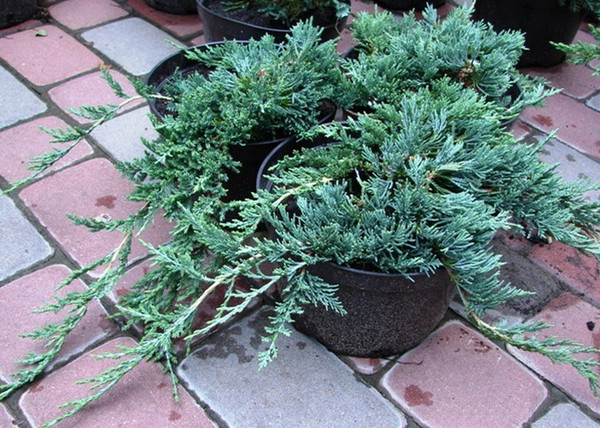 Juniperus horizontalis wiltonii / Henyeboróka