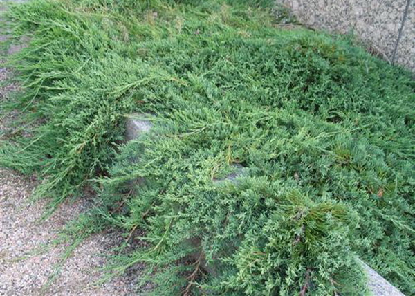 Juniperus horizontalis wiltonii / Henyeboróka