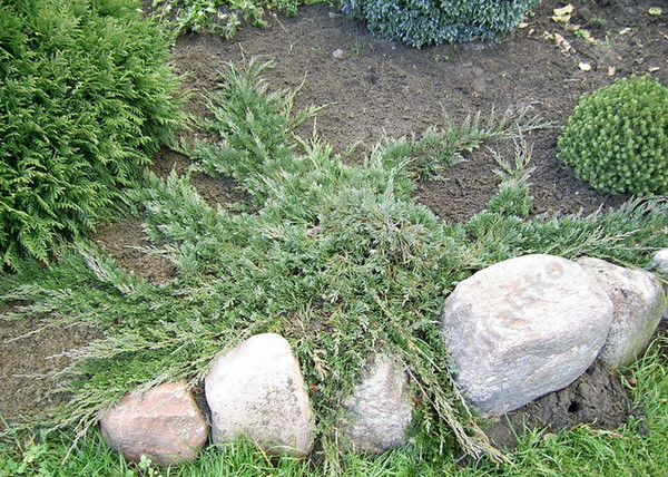Juniperus horizontalis wiltonii / Henyeboróka