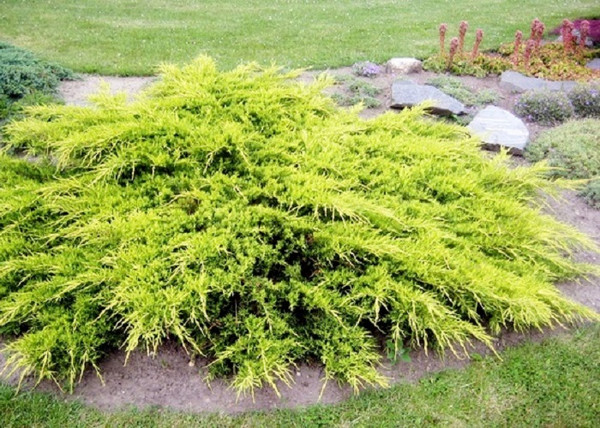 Juniperus media Pfitzeriana Aurea / Arany terülő boróka Juniperus media Pfitzeriana Aurea / Arany terülő boróka