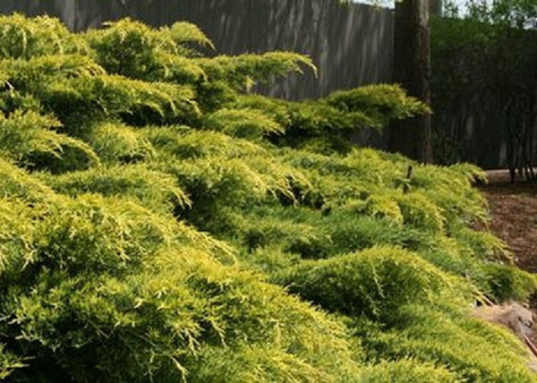 Juniperus media Pfitzeriana Aurea / Arany terülő boróka Juniperus media Pfitzeriana Aurea / Arany terülő boróka