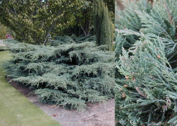 Juniperus media Pfitzeriana Glauca / Kék Terülő boróka