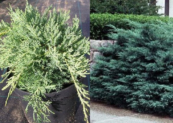 Juniperus media Pfitzeriana Glauca / Kék Terülő boróka