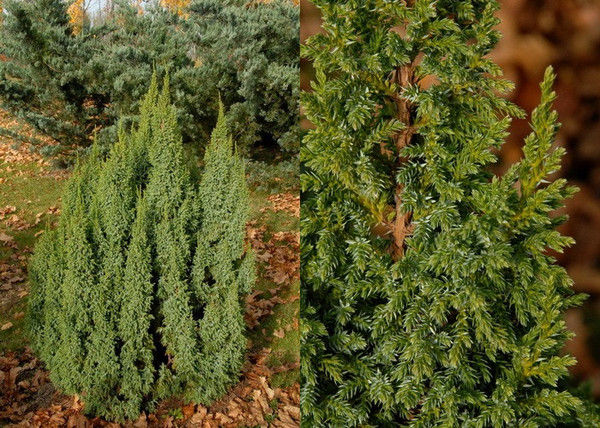 Juniperus pingii Loderi / Törpe himalájai boróka