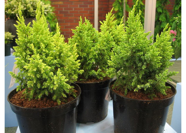 Juniperus pingii Loderi / Törpe himalájai boróka