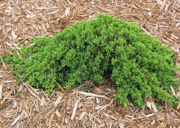 Juniperus procumbens Nana / Zöld törpe kúszó boróka