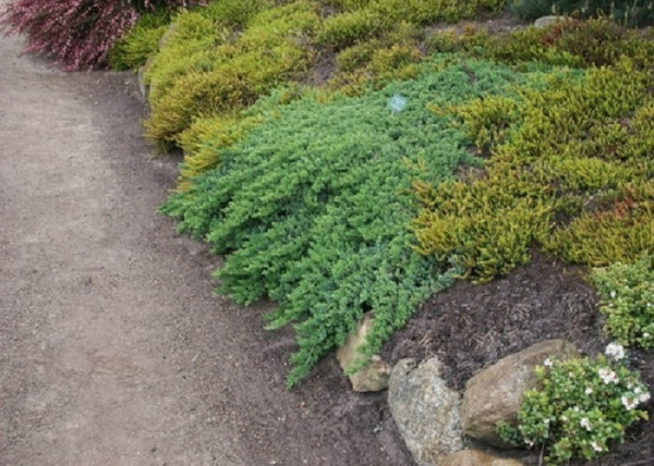 Juniperus procumbens Nana / Zöld törpe kúszó boróka