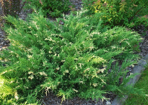 Juniperus sabina variegata / Tarka nehézszagú boróka