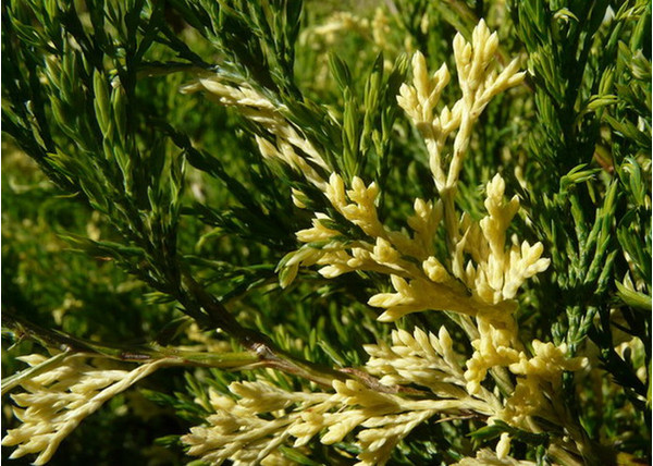 Juniperus sabina variegata / Tarka nehézszagú boróka