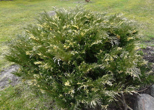 Juniperus sabina variegata / Tarka nehézszagú boróka