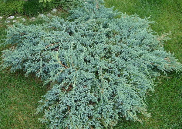 Juniperus squamata Blue Carpet / Kék kúszó boróka