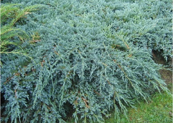 Juniperus squamata Blue Carpet / Kék kúszó boróka
