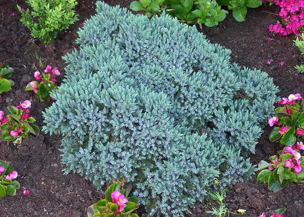 Juniperus squamata Blue Star / Kék törpe boróka Juniperus squamata Blue Star / Kék törpe boróka