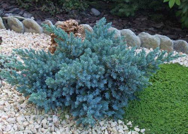 Juniperus squamata Blue Star / Kék törpe boróka Juniperus squamata Blue Star / Kék törpe boróka