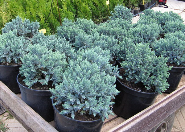 Juniperus squamata Blue Star / Kék törpe boróka Juniperus squamata Blue Star / Kék törpe boróka