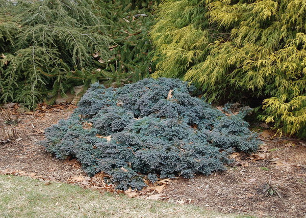 Juniperus squamata Blue Star / Kék törpe boróka Juniperus squamata Blue Star / Kék törpe boróka