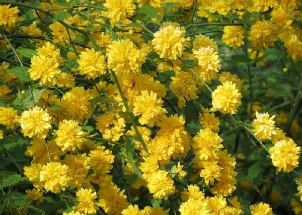 Kerria japonica pleniflora / Teltvirágú Boglárkacserje