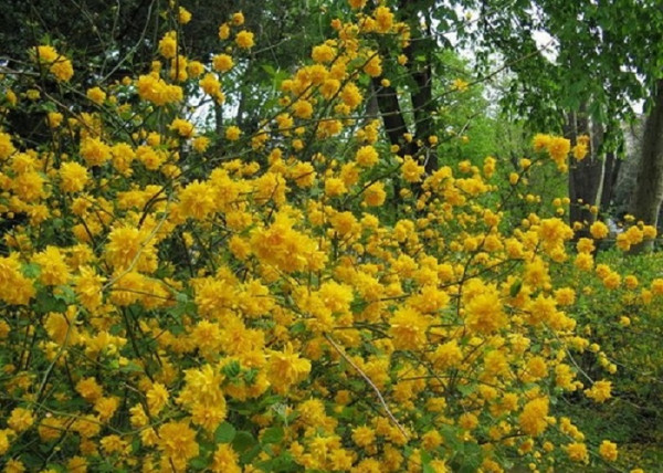 Kerria japonica pleniflora / Teltvirágú Boglárkacserje