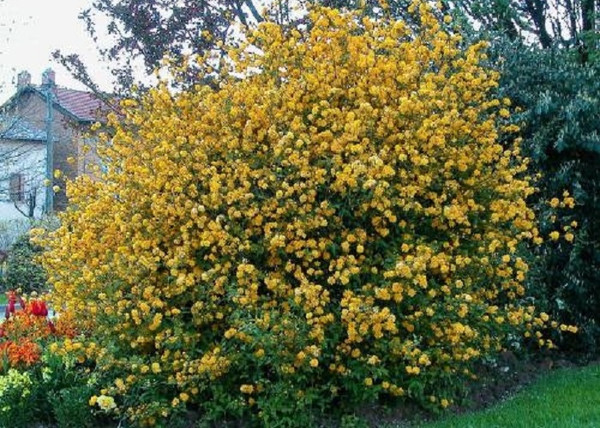 Kerria japonica pleniflora / Teltvirágú Boglárkacserje