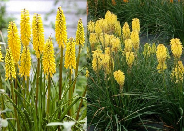 Kniphofia citrina / Citromsárga Fürtös fáklyaliliom Kniphofia citrina / Citromsárga Fürtös fáklyaliliom