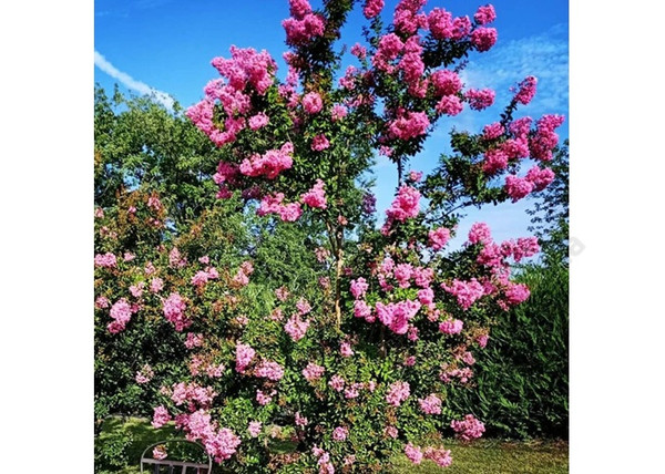 Lagerstroemia indica Rhapsody in Pink / Kínai selyemmirtusz rózsaszín Lagerstroemia indica Rhapsody in Pink / Kínai selyemmirtusz rózsaszín
