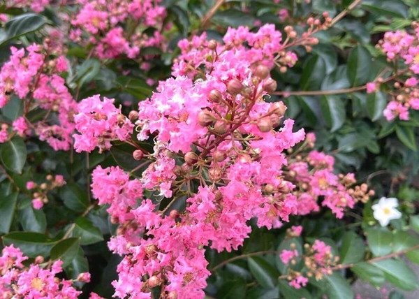 Lagerstroemia indica Rhapsody in Pink / Kínai selyemmirtusz rózsaszín Lagerstroemia indica Rhapsody in Pink / Kínai selyemmirtusz rózsaszín