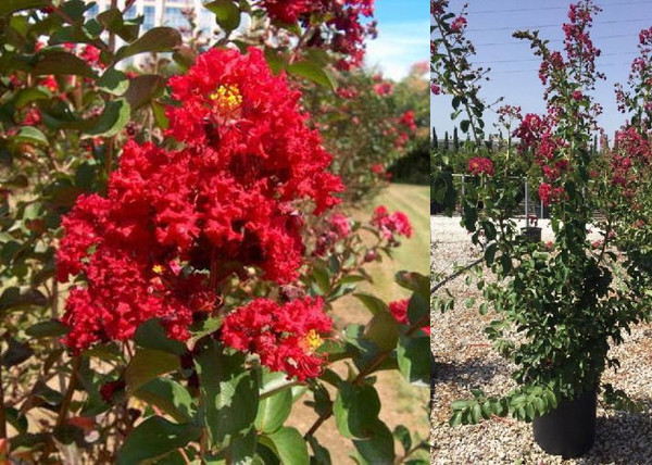 Lagerstroemia indica Durant Red / Kínai selyemmirtusz piros Lagerstroemia indica Durant Red / Kínai selyemmirtusz piros