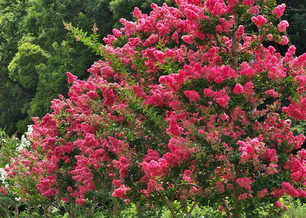 Lagerstroemia indica Durant Red / Kínai selyemmirtusz piros Lagerstroemia indica Durant Red / Kínai selyemmirtusz piros