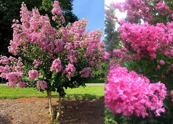 Lagerstroemia indica Hopi / Kínai selyemmirtusz lilásrózsaszín Lagerstroemia indica Hopi / Kínai selyemmirtusz lilásrózsaszín