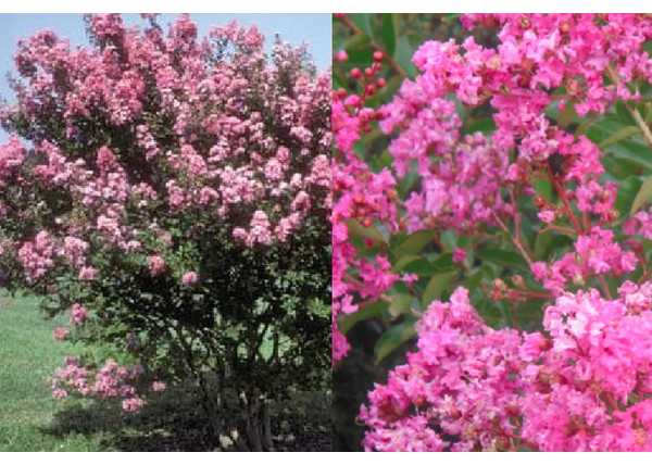 Lagerstroemia indica Hopi / Kínai selyemmirtusz lilásrózsaszín Lagerstroemia indica Hopi / Kínai selyemmirtusz lilásrózsaszín