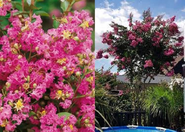 Lagerstroemia indica Rosea Grassi / Kínai selyemmirtusz fényes rózsaszín Lagerstroemia indica Rosea Grassi / Kínai selyemmirtusz fényes rózsaszín