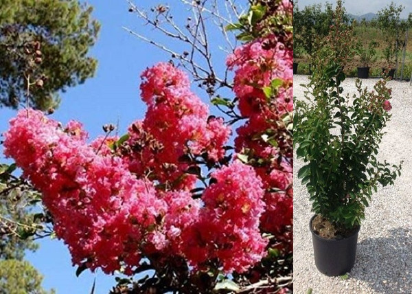 Lagerstroemia indica Rosea Grassi / Kínai selyemmirtusz fényes rózsaszín Lagerstroemia indica Rosea Grassi / Kínai selyemmirtusz fényes rózsaszín