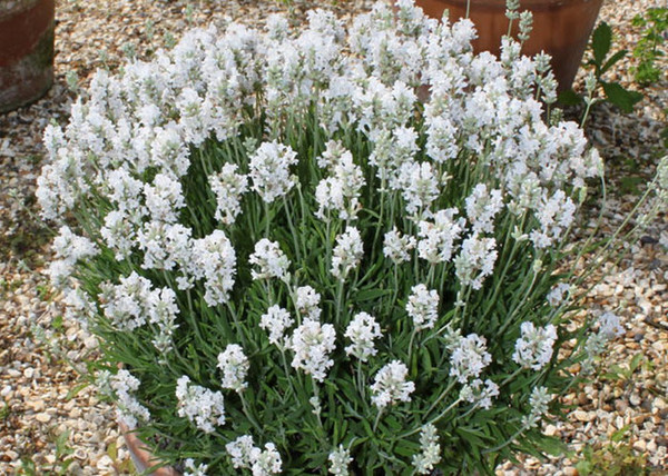 Lavandula angustifolia Ellagance snow / Fehér virágú levendula