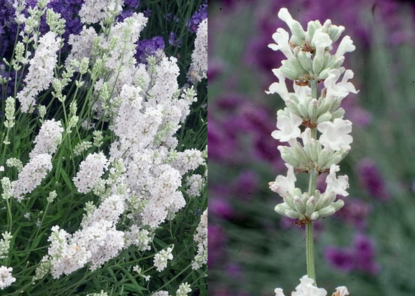 Lavandula angustifolia Ellagance snow / Fehér virágú levendula