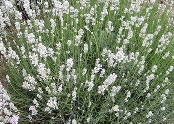 Lavandula angustifolia Ellagance snow / Fehér virágú levendula