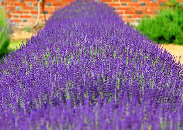 Lavandula angustifolia Hidcote Blue / Hidcote Blue Levendula