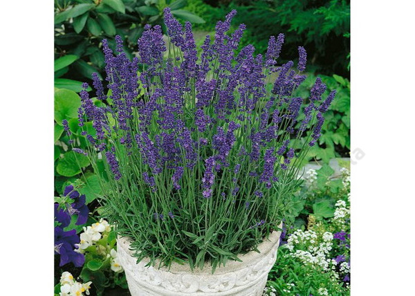 Lavandula angustifolia Hidcote Blue / Hidcote Blue Levendula