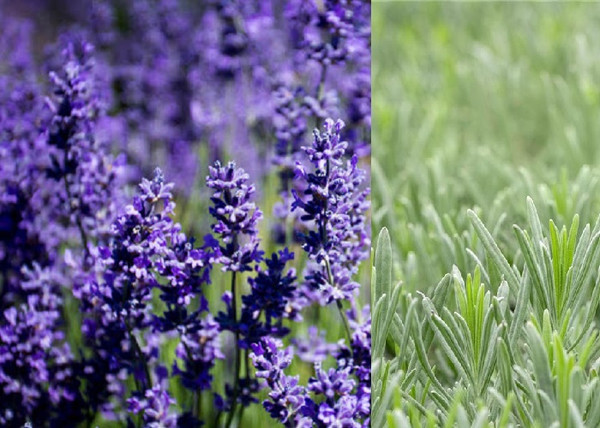 Lavandula intermedia Grappenhall / Grappenhall Levendula