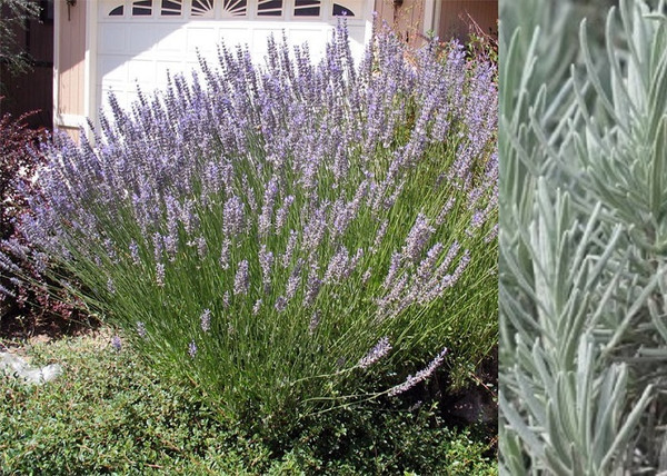Lavandula intermedia Grappenhall / Grappenhall Levendula