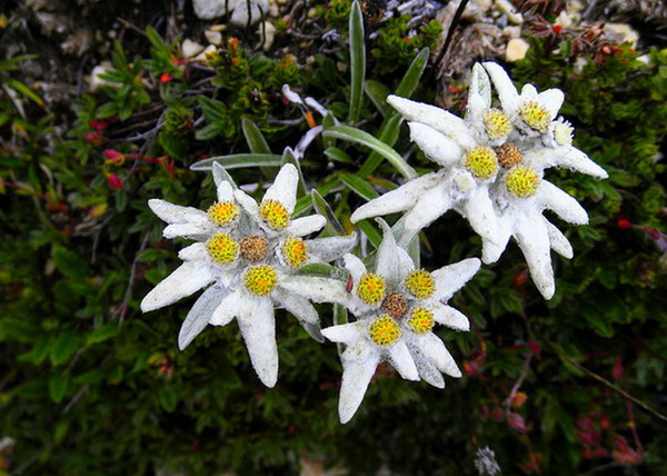 Leontopodium alpinum / Havasi gyopár