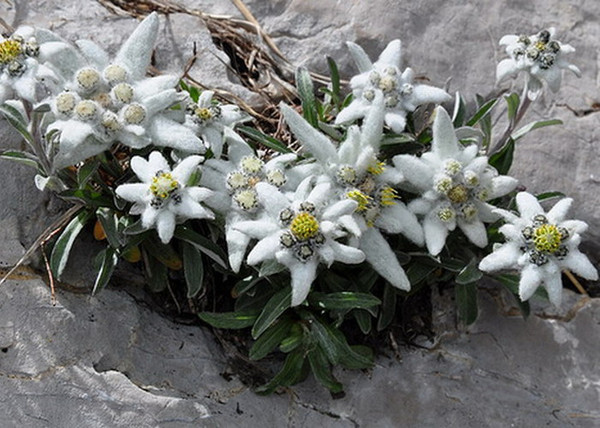 Leontopodium alpinum / Havasi gyopár