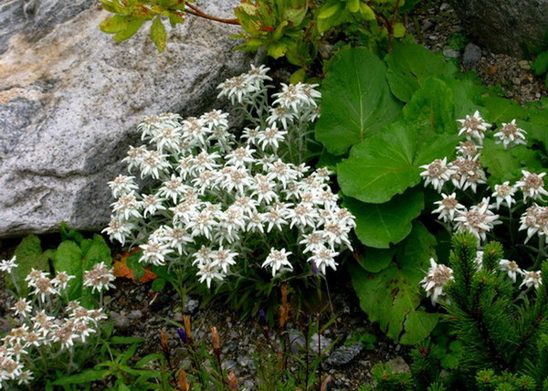 Leontopodium alpinum / Havasi gyopár